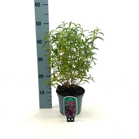 Cistus x purpureus 'Betty Taudevin'