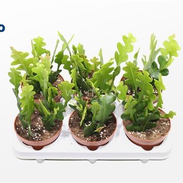 Epiphyllum anguliger