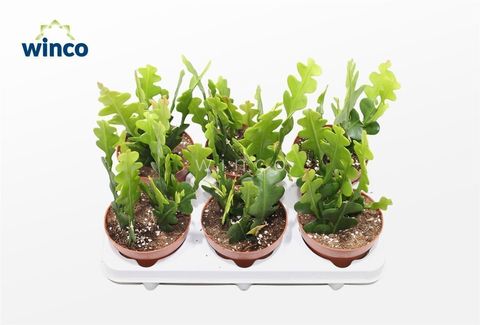 Epiphyllum anguliger