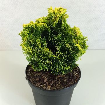 Chamaecyparis obtusa 'Andorra'