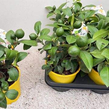 Citrus x meyeri 'Meyer'