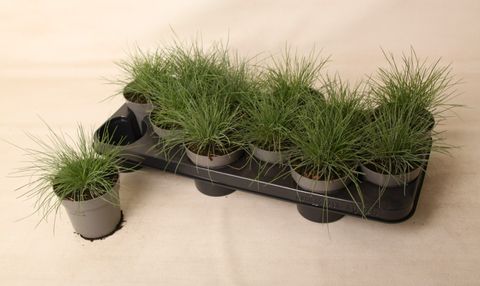 Festuca glauca 'Eisvogel'