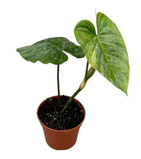 Philodendron 'Majestic'