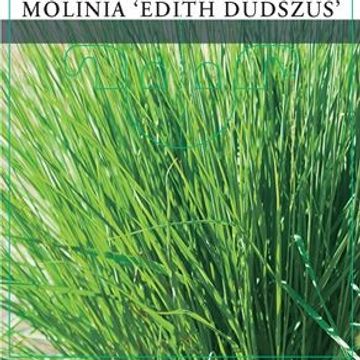 Molinia MIX