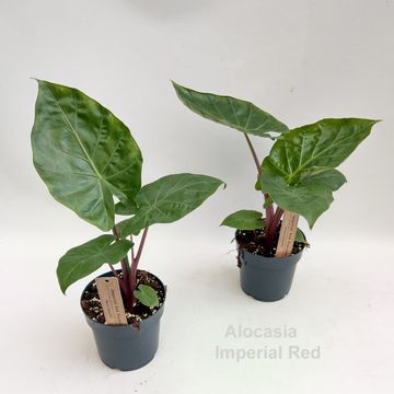 Alocasie 'Imperial Red'