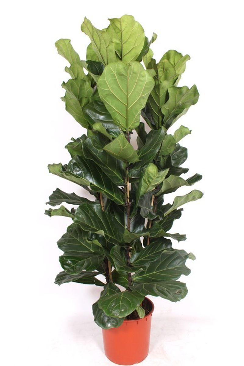 Ficus lyrata — Plant Wholesale FlorAccess