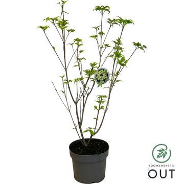 Cornus kousa 'Schmetterling'