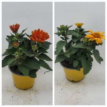 Heliopsis 'Sole d' Arancia'
