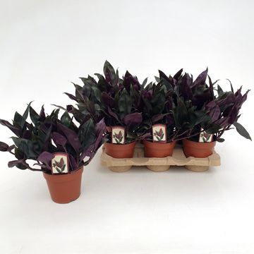 Tradescantia spathacea 'Roxxo'
