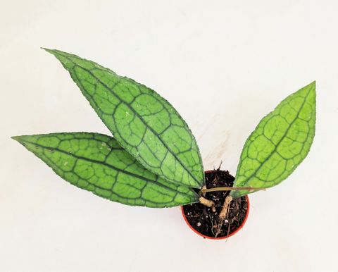 Hoya clemensiorum SUMATRA