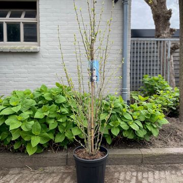 Hibiscus syriacus FLOWER TOWER WHITE