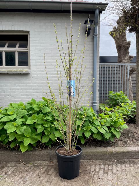 Hibiscus syriacus FLOWER TOWER WHITE