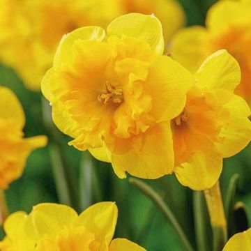 Narcissus 'Yellow Parrot'
