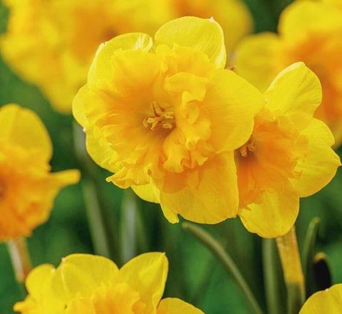 Narcissus 'Yellow Parrot'