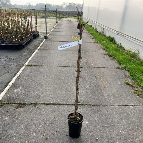 Lonicera tellmanniana