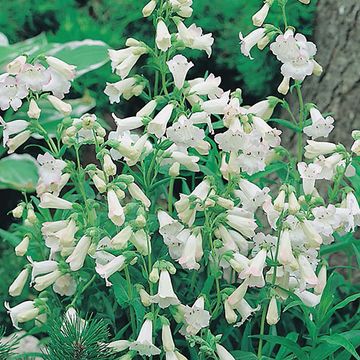 Penstemon 'White Bedder'