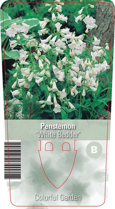 Penstemon 'White Bedder'