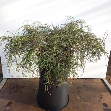 Genista lydia