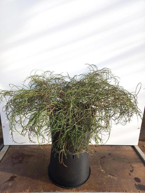 Genista lydia