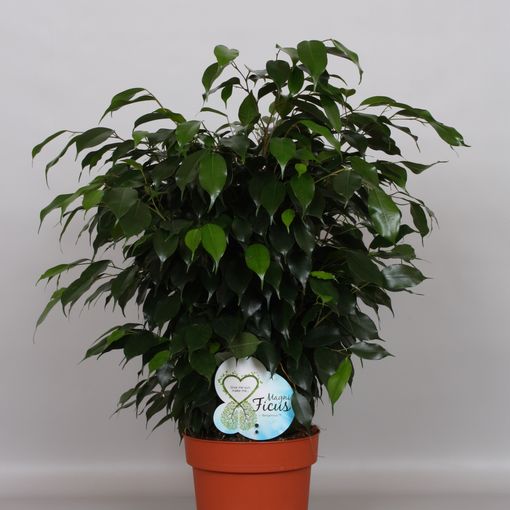 Ficus benjamina 'Danielle' (Peeters Potplanten)