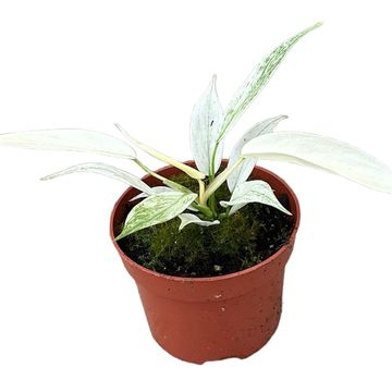 Philodendron FLORIDA GHOST