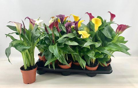 Zantedeschia MIX