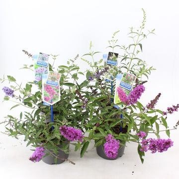 Buddleja FREE PETITE MIX