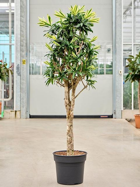 Dracaena reflexa 'Song of Sri Lanka'