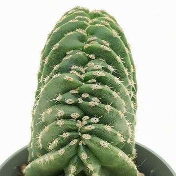 Marginatocereus marginatus cristata