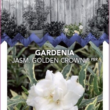 Gardenia jasminoides GOLDEN CROWN