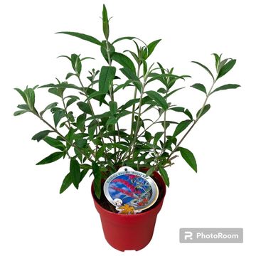 Buddleja davidii 'Royal Red'