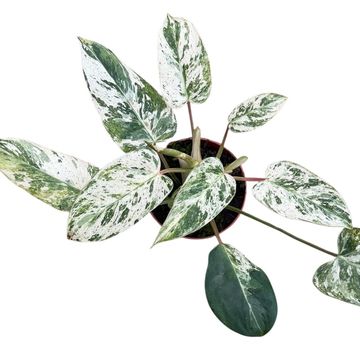 Philodendron 'Emerald Queen'