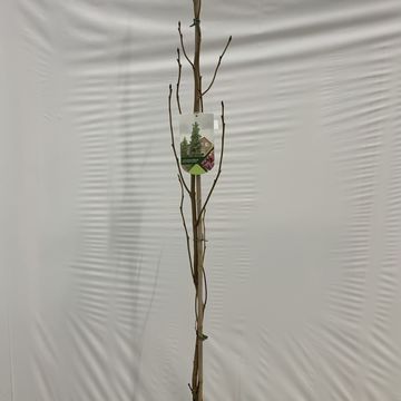 Liquidambar styraciflua 'Slender Silhouette'