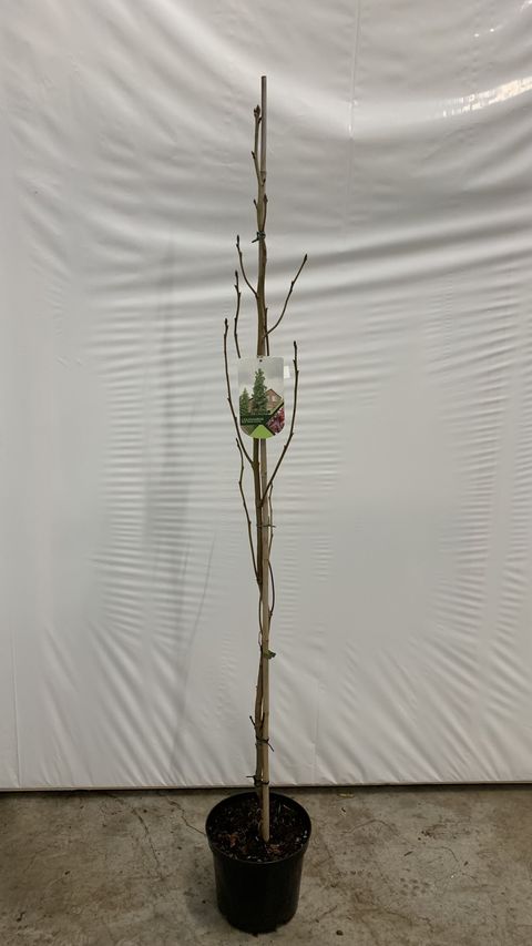 Liquidambar styraciflua 'Slender Silhouette'