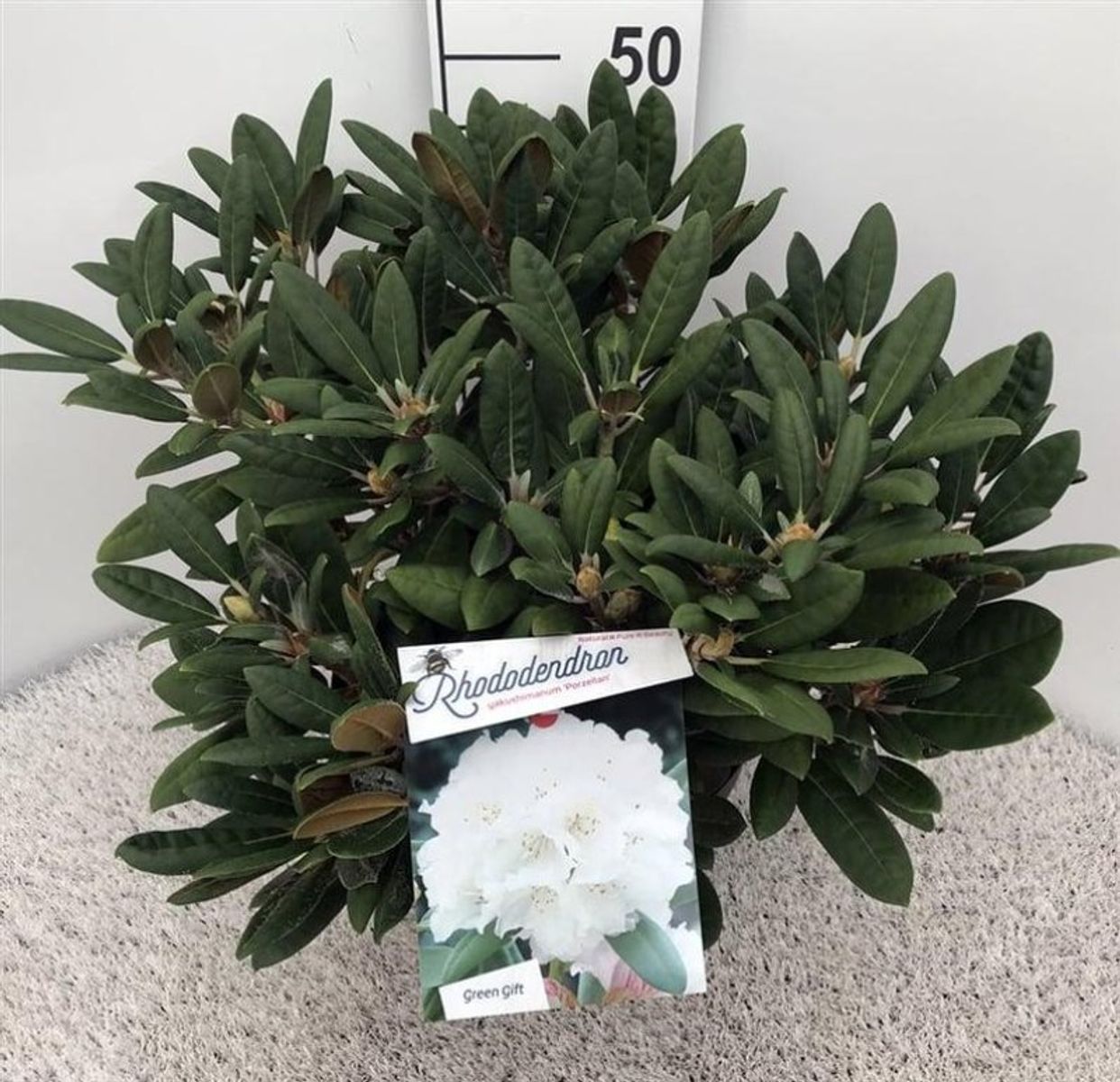 Rhododendron 'Porzellan' (Y)  Plant Wholesale FlorAccess