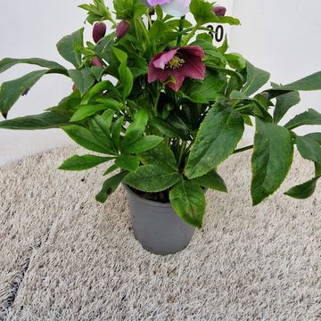 Helleborus x hybridus VIV VICTORIA