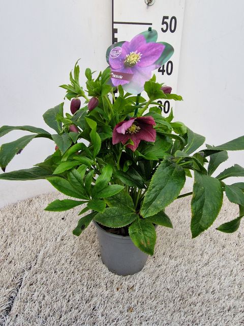 Helleborus x hybridus VIV VICTORIA
