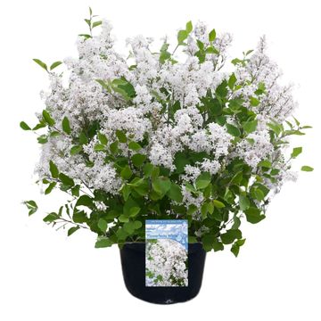 Syringa meyeri FLOWERFESTA WHITE