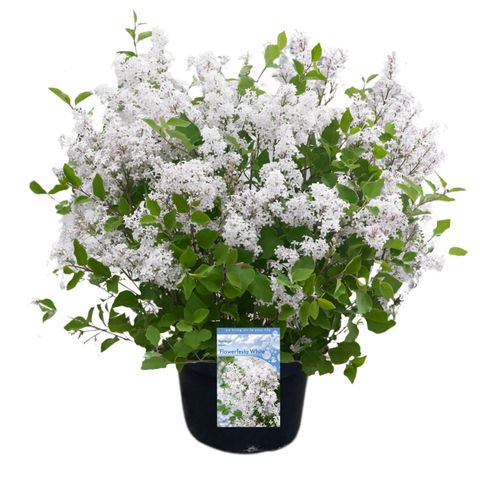 Syringa meyeri FLOWERFESTA WHITE