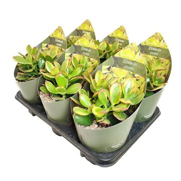 Crassula ovata 'Sunset Magic'