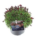 Saxifraga PIXIE PAN RED