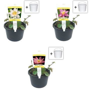 Nelumbo nucifera MIX