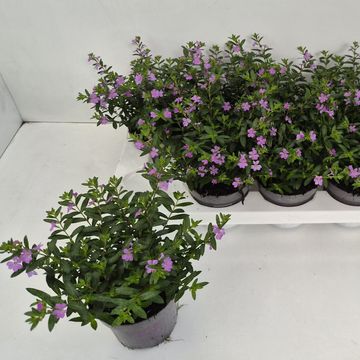 Cuphea hyssopifolia 'Cupid Pink'