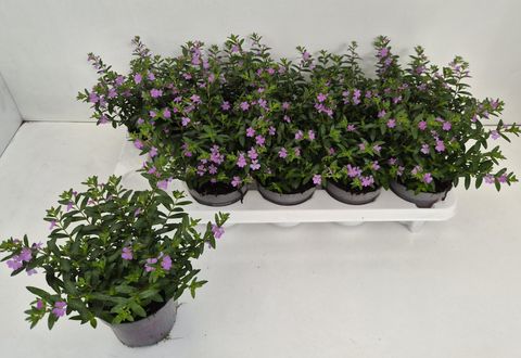 Cuphea hyssopifolia 'Cupid Pink'