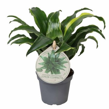 Dracaena fragrans 'Lemon Compacta'