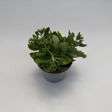Sedum 'Herbstfreude'