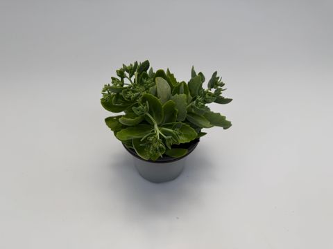Sedum 'Herbstfreude'