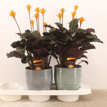 Calathea crocata TASSMINIA