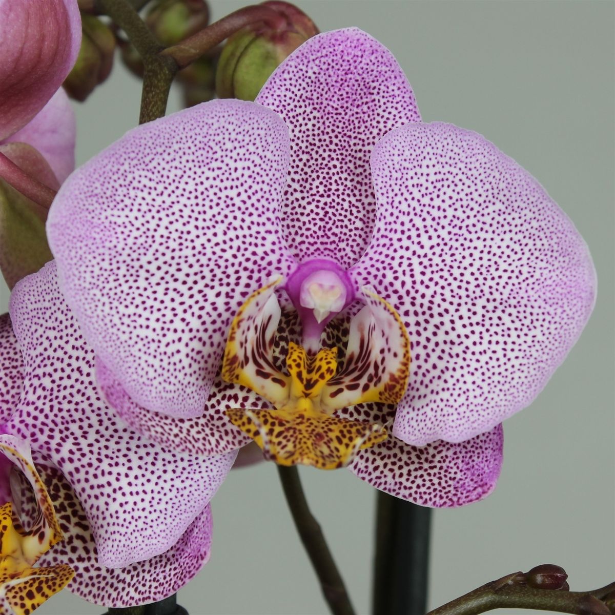 Phalaenopsis_orchid chaturbate