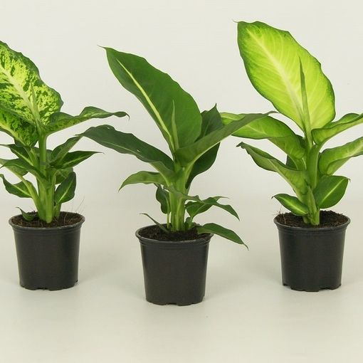 dieffenbachia soil mix